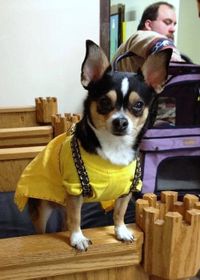 Teensie, a chihuahua, is dressed in a yellow viking apron dress while perched on the crenelated arm of a throne