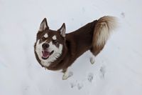 Briar, a brown and white rescue husky with blue eyes, happily stands in the snow.