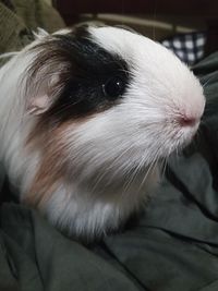 Gibbington (a white and black guinea pig with a very pink nose) is perched on some blankets