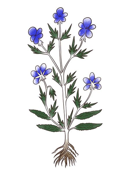 File:Voynich Art by Emma de Davyntre.jpg
